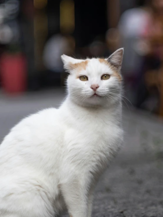 a white cat sitting on the side of a road, front facing the camera, white and orange, at a city street, non-binary