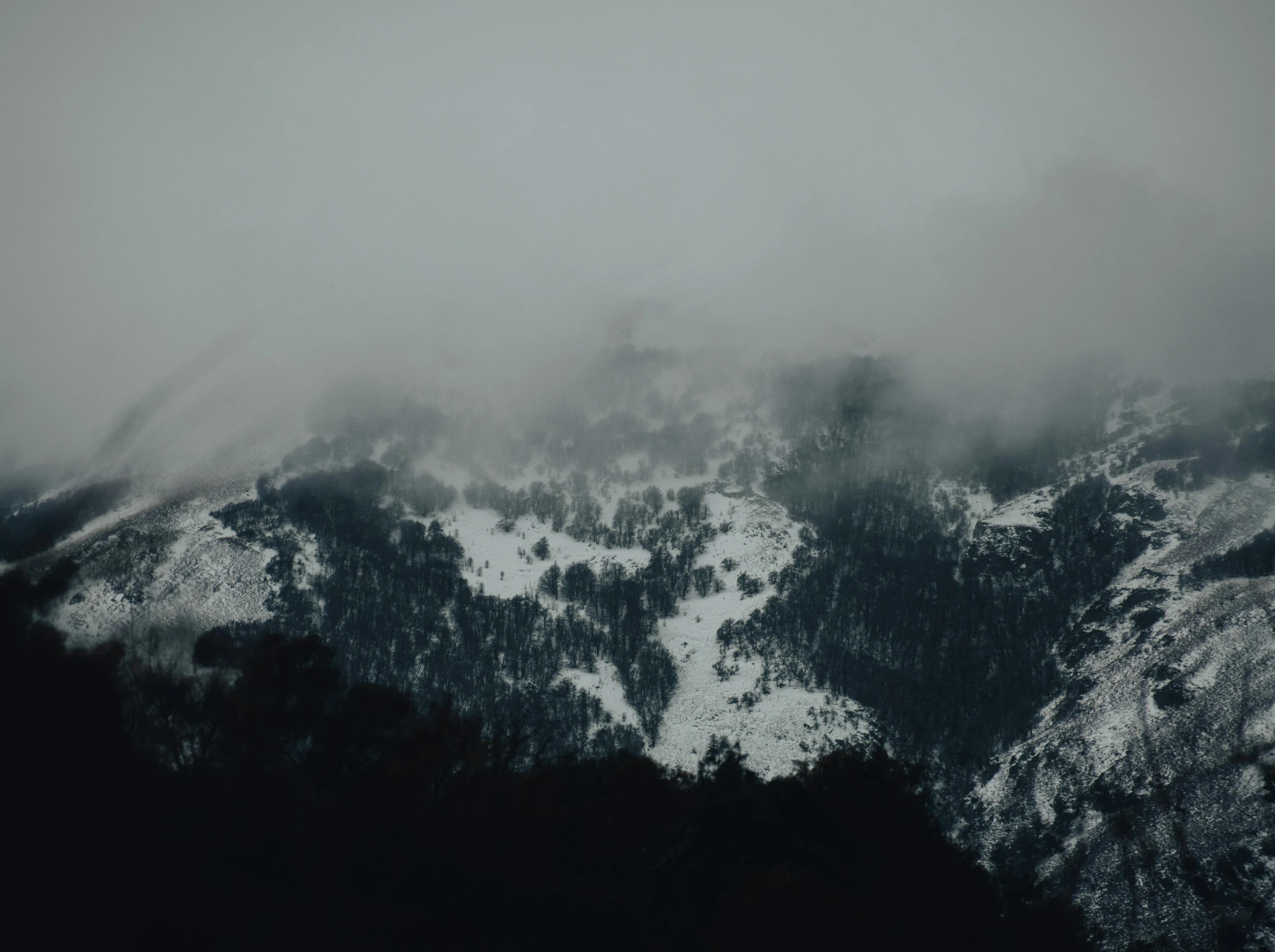 foggy mountain top with snow covered evergreen trees