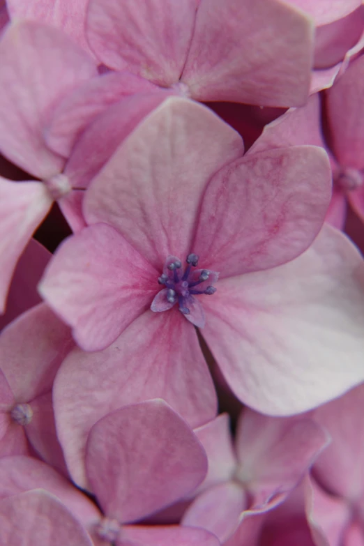 a close up of a bunch of pink flowers, a macro photograph, by David Simpson, renaissance, hydrangea, award - winning crisp details ”, pastel pink, purple