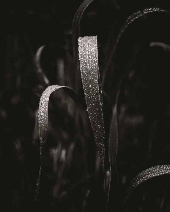 a black and white photo of water droplets on grass, by Adam Marczyński, unsplash, at midnight, promo image, tall grass, twisting leaves