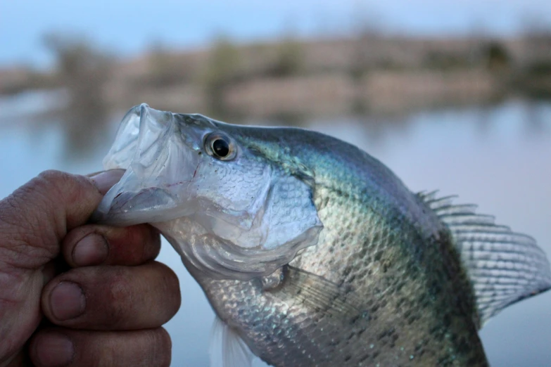 a close up of a person holding a fish, lake blue, a thin mouth, chambliss giobbi, grey