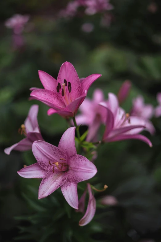 a group of pink flowers sitting on top of a lush green field, lily flower, taken with sony alpha 9, up close image