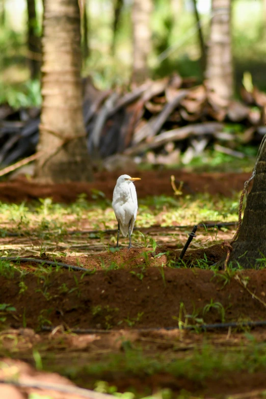 a white bird is standing by the trees