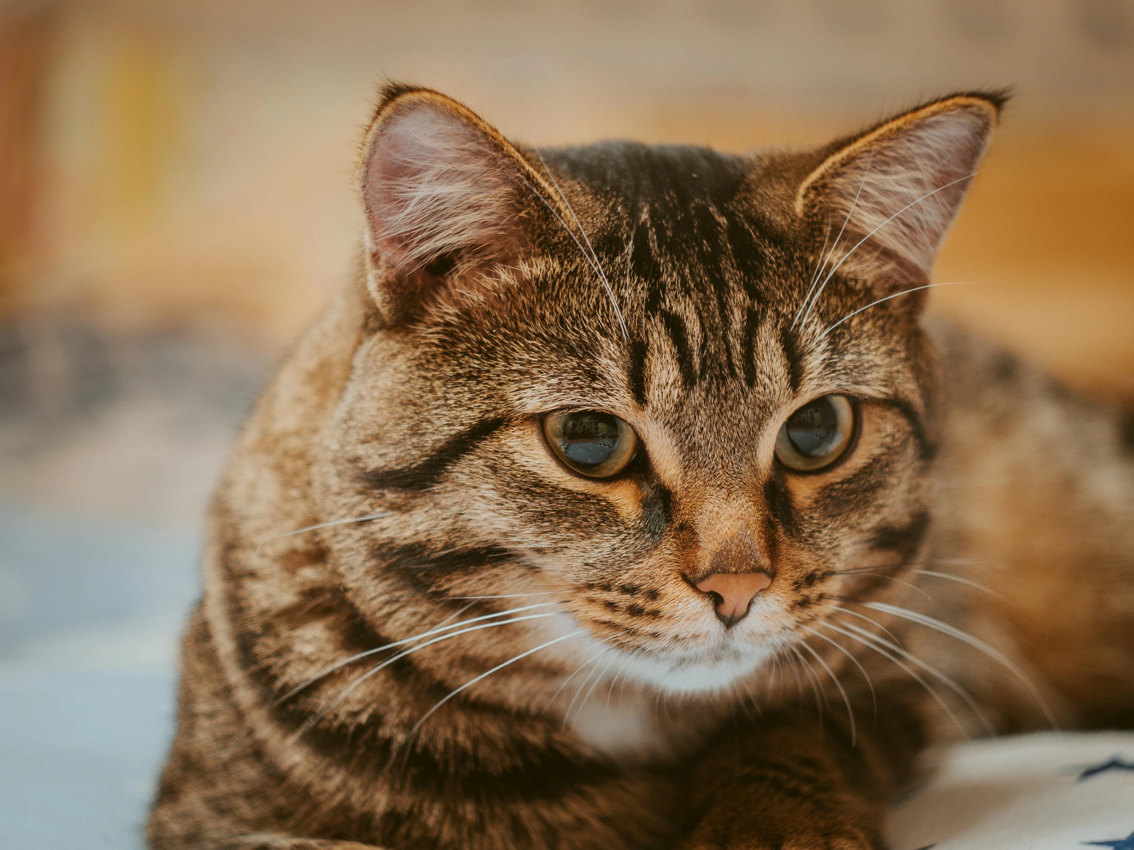 a close up of a cat laying on a bed, trending on pexels, brown, portrait shot, ready to eat, highly polished