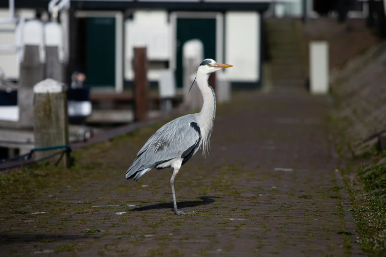 a large bird standing on top of a brick walkway, by Jan Gregoor, pexels contest winner, hurufiyya, heron prestorn, delft, 🦩🪐🐞👩🏻🦳, grey skinned