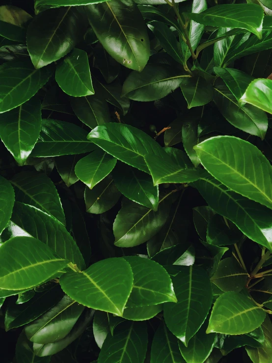 a close up of a plant with green leaves, magnolia leaves and stems, highly upvoted, 🍸🍋, hedges