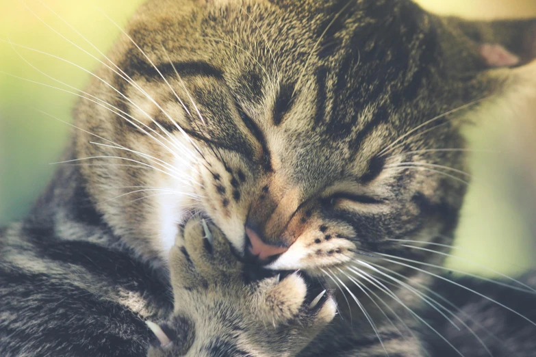 a close up of a cat with its eyes closed, unsplash, petting a cat, soft lulling tongue, paw pads, motherly