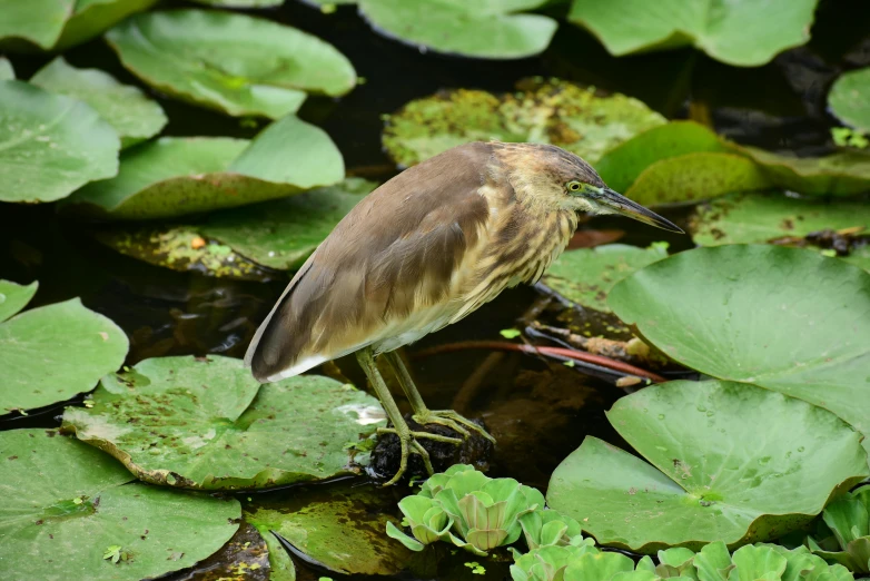 a bird sitting on top of a leaf covered pond, brown, green lily pads, nature photograph