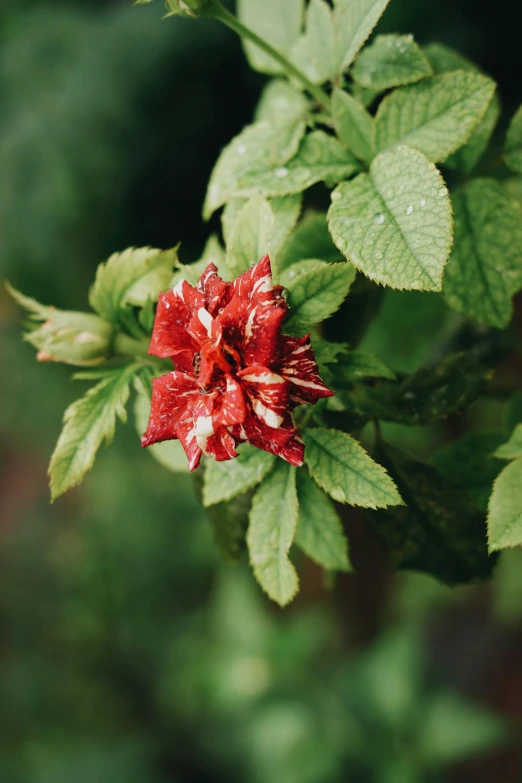 a close up of a red flower with green leaves, by Elsa Bleda, unsplash, renaissance, fujicolor sample, rainy, made of flowers and leaves, “ iron bark