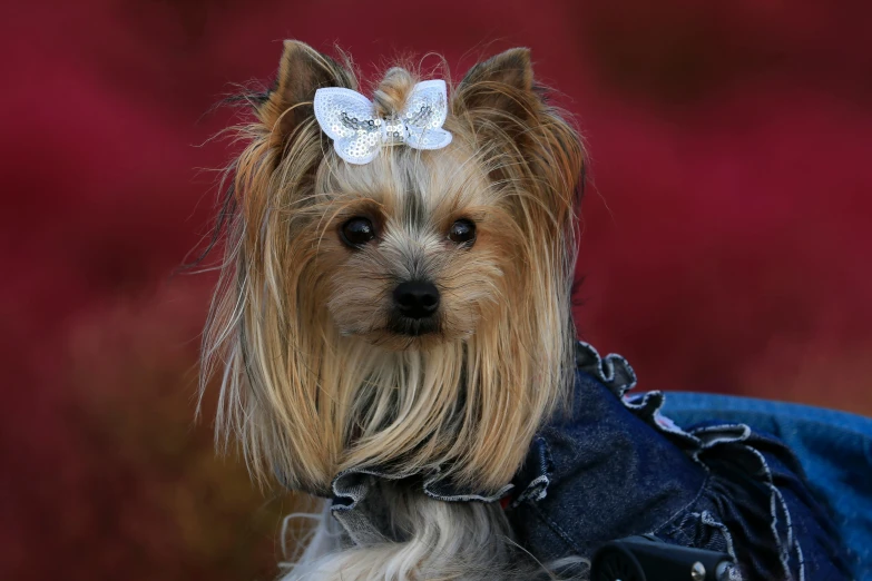 a small dog wearing a denim jacket and a white bow, a portrait, pixabay, renaissance, 15081959 21121991 01012000 4k, red bow in hair, bling, square