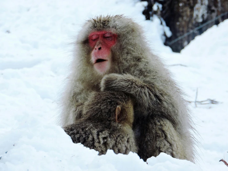 a snow monkey sitting in the snow next to a tree