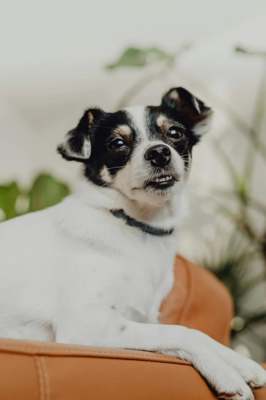 a black and white dog sitting on top of an orange chair, profile image, wide eyed, covered in plants, closeup. mouth open