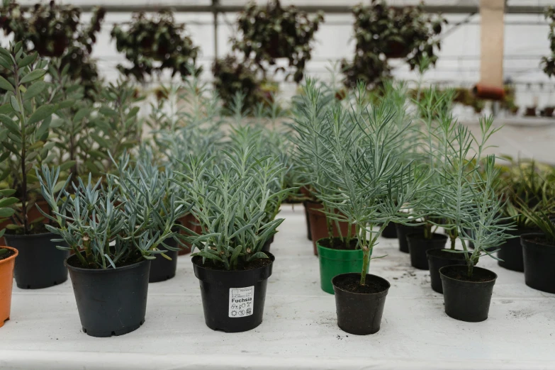 a group of potted plants sitting on top of a table, inspired by Lewis Henry Meakin, light grey mist, olive trees, in rows, back towards camera