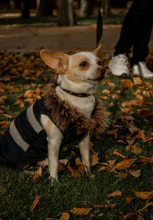 a dog wearing a sweater sitting in the grass, black and orange coat, in paris, chihuahua, high-quality photo