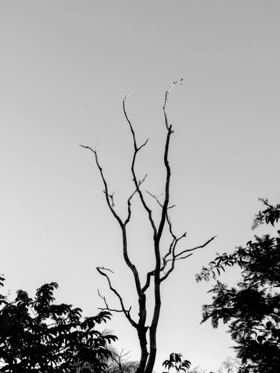 a black and white photo of a bare tree, postminimalism, late summer evening, reminded me of the grim reaper, tree and plants, (((trees)))