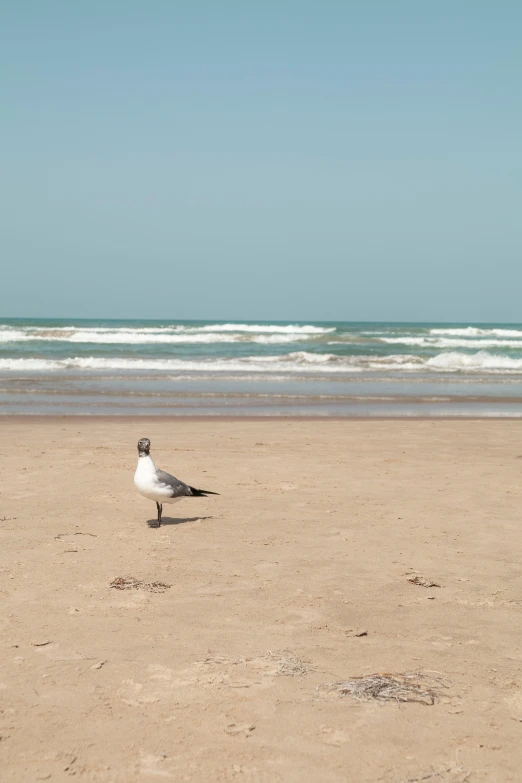 a white bird standing on top of a sandy beach, arabesque, in the middle of the ocean!!!!!, chad, completely new, sittin