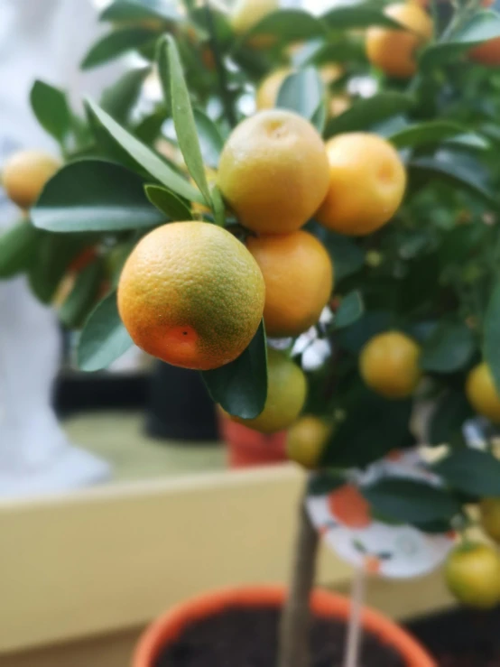 a close up of an orange tree in a pot, by Carey Morris, 🐿🍸🍋, market, close up of iwakura lain, no cropping