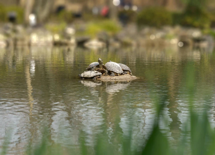 a turtle sitting on top of a rock in a body of water, a tilt shift photo, by Yasushi Sugiyama, unsplash, photorealism, in japanese garden, city park, camaraderie, 🦩🪐🐞👩🏻🦳