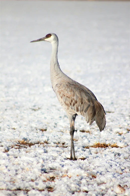 a bird that is standing in the snow, crane, looking distracted, grey skinned, standing in sand