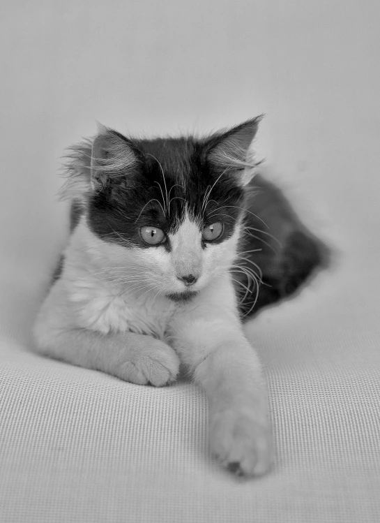 a black and white cat laying on a bed, by Martina Krupičková, pixabay contest winner, portrait of a kitten, fluffly!!!, doing a hot majestic pose, sitting on the couch