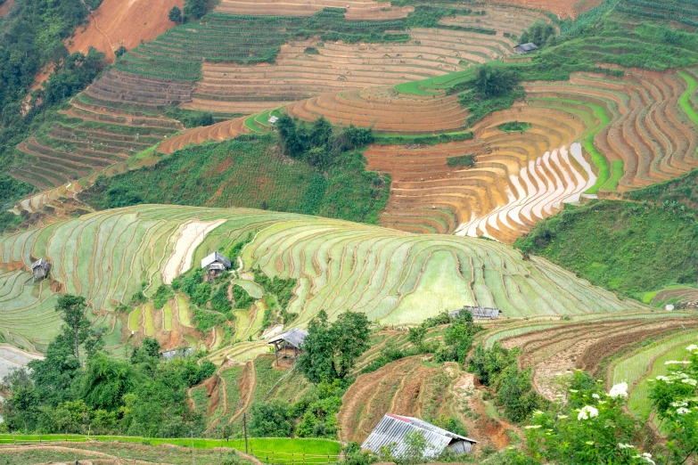 a herd of cattle standing on top of a lush green hillside, pexels contest winner, land art, staggered terraces, vietnamese temple scene, multicoloured, shiny layered geological strata