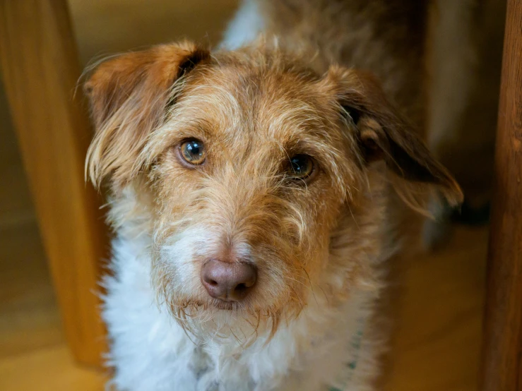 a brown and white dog sitting on top of a wooden floor, a portrait, by Peter Churcher, flickr, short scruffy beard, closeup headshot, thumbnail, freckle