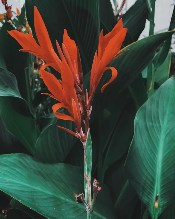 a close up of a red flower with green leaves, a screenshot, by Andrée Ruellan, trending on unsplash, hurufiyya, bromeliads, multiple stories, orange plants, the non-binary deity of spring