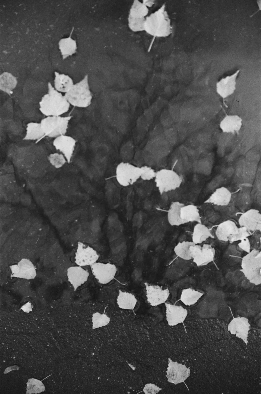 a black and white photo of leaves floating in water, birch, ffffound, mamiya 7 4 3, 15081959 21121991 01012000 4k