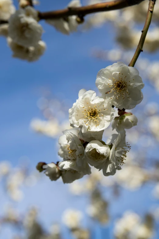 a branch with white flowers against a blue sky, by David Simpson, trending on unsplash, baroque, medium format, plum blossom, portrait photo