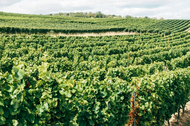 a vineyard with rows of vines in the foreground, a photo, pexels, figuration libre, verdant field in the foreground, pur champagne damery, thumbnail, 90s photo