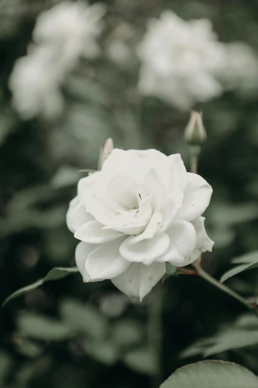 some white flowers are blooming in the woods