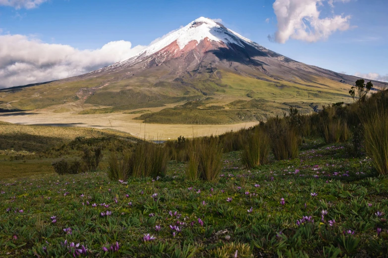 a view of a snowy mountain with pink flowers growing on the hillside