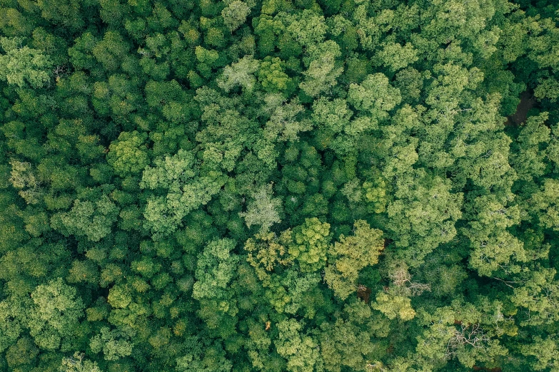 a forest filled with lots of green trees, by Carey Morris, pexels, hurufiyya, close-up from above, ((trees)), drone footage, instagram post