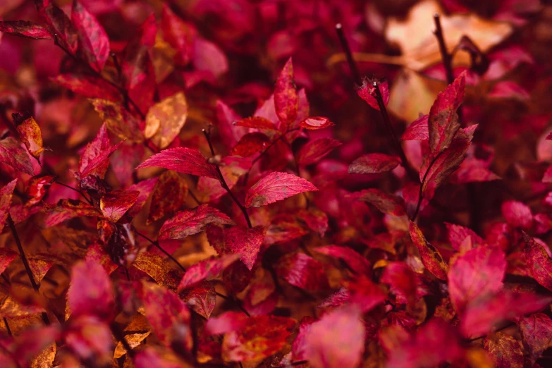 a close up of a bush with red leaves, a macro photograph, by Julia Pishtar, fine art, multicoloured, maroon