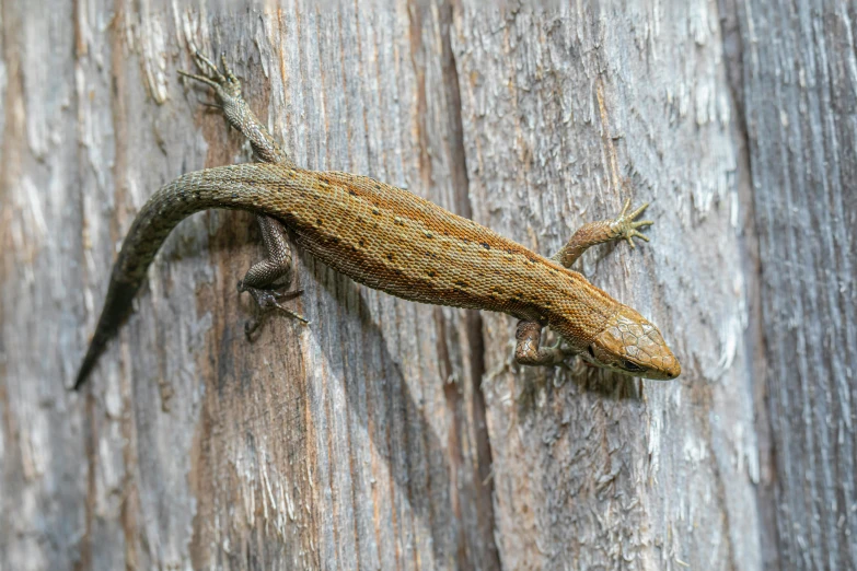 a close up of a lizard on a tree, an album cover, trending on pexels, a wooden, mullet, artyom turskyi, brown