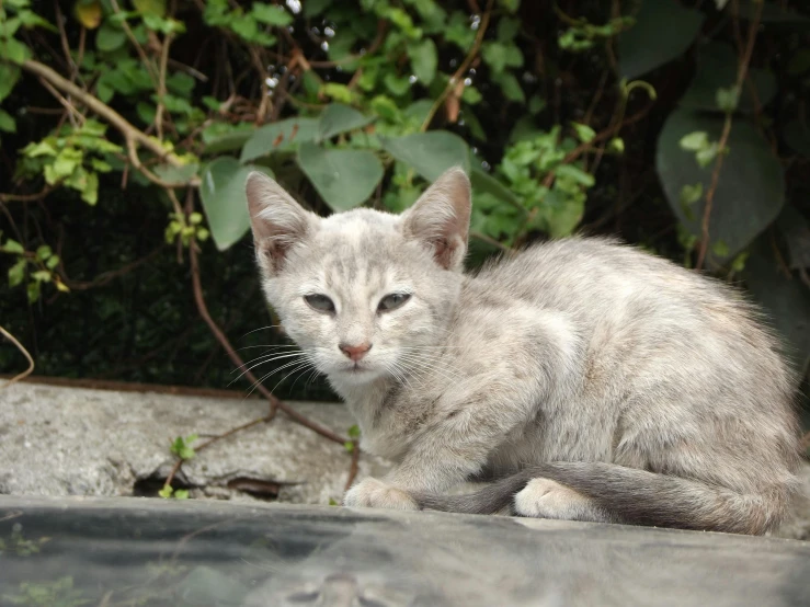 a gray and white cat sitting on top of a car, gray mottled skin, in the yard, sickly, light grey-blue eyes