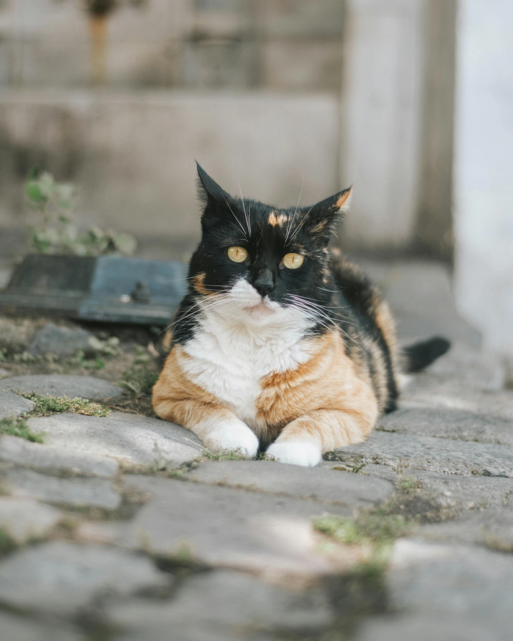 a cat that is laying down on the ground, by Julia Pishtar, unsplash, renaissance, multicolored, she has a jiggly fat round belly, on a street, proud serious expression