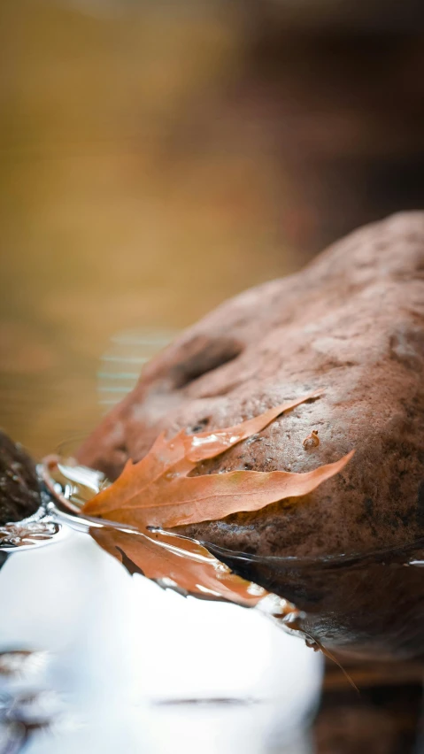 a close up of a rock in a body of water, by Andries Stock, autumnal, chocolate, 15081959 21121991 01012000 4k, award winning