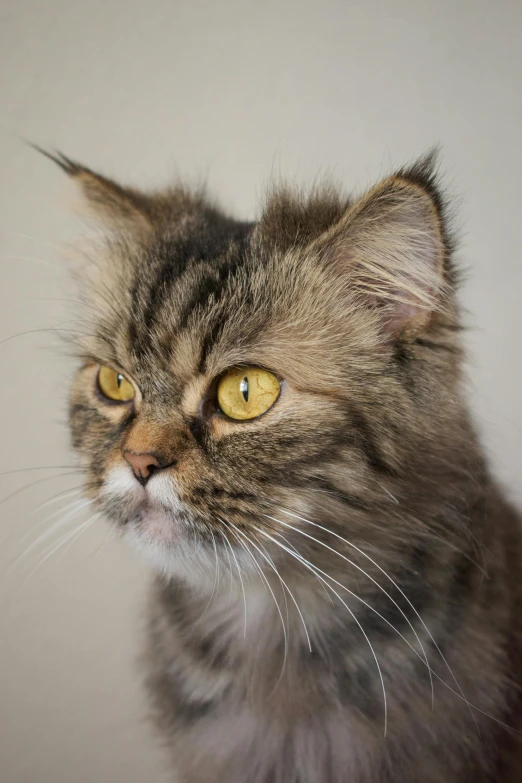 a close up of a cat with yellow eyes, scruffy looking, ready to model, on a pale background, photo of a model