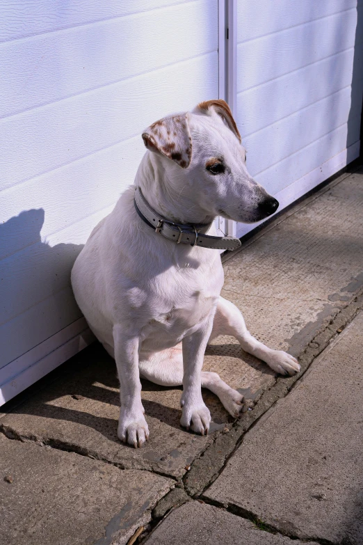 a white dog sitting in front of a garage door, unsplash, photorealism, jack russel dog, shady dull weather, taken in the late 2000s, thinking pose