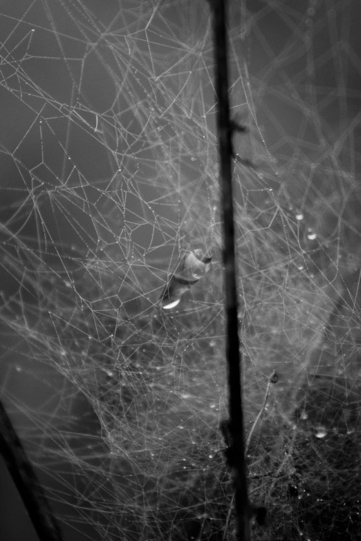 a black and white photo of a spider web, torn mesh, a friendly wisp, red webs and fungus, half human half spider