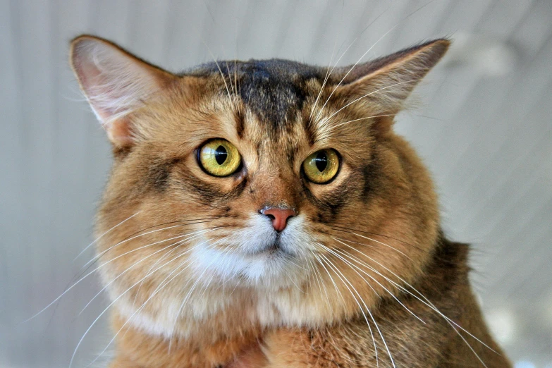 a close up of a cat sitting on a bed, fluffy ears, highly polished, nubian, instagram post