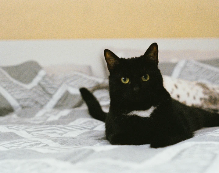 a black cat laying on top of a bed, by Julia Pishtar, pexels contest winner, sitting on the bed, with a white nose, un made bed, blank stare