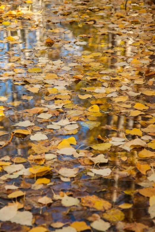 a bunch of leaves floating on top of a body of water, color ( sony a 7 r iv, birch, autum