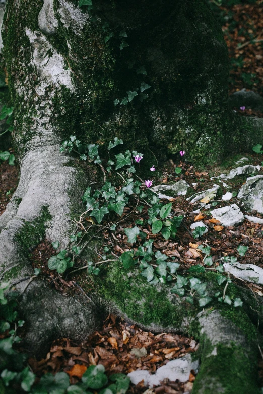 a teddy bear sitting on the ground next to a tree, an album cover, unsplash, naturalism, overgrown stone cave, violet flowers, overgrown ivy plants, sinuous fine roots