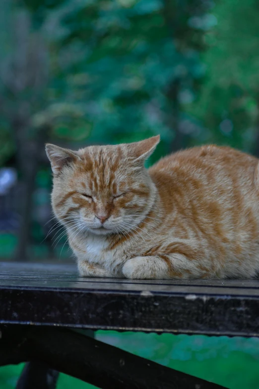 an orange cat laying on top of a picnic table, unsplash, realism, frowning, just after rain, cat attacking tokyo, today\'s featured photograph 4k