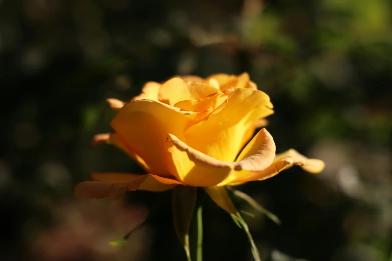 a close up of a yellow rose with a blurry background, unsplash, sun dappled, golden hour photo, various posed, album