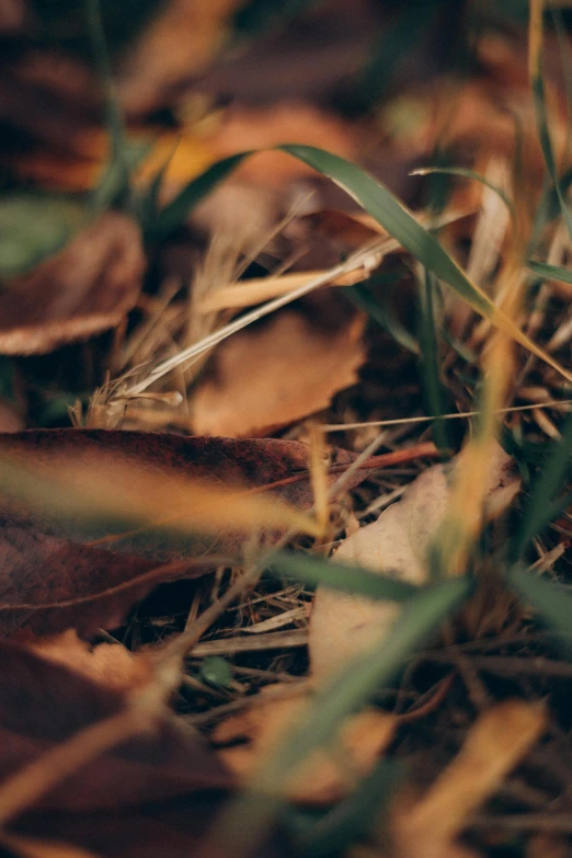 a close up of leaves and grass on the ground, an album cover, trending on unsplash, muted fall colors, low quality footage, ignant, hunting