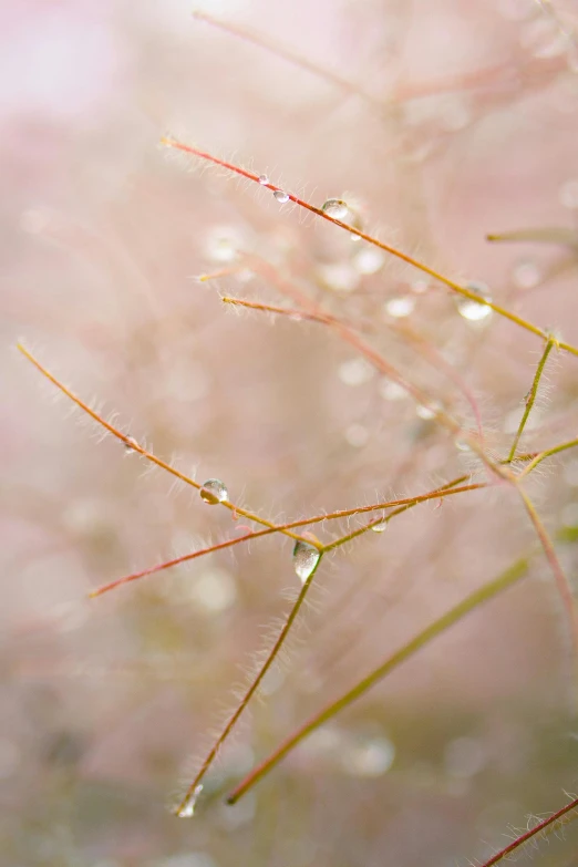 a close up of a plant with water droplets on it, a macro photograph, by Linda Sutton, trending on unsplash, romanticism, pale pink grass, fractal vines, today\'s featured photograph 4k, tiny sticks