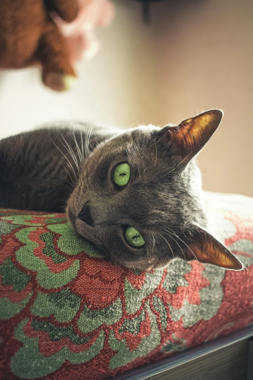 a cat that is laying down on a pillow, shutterstock contest winner, arabesque, emerald, grey, at home, nubian